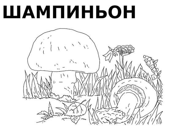 Подберезовик раскраска для детей