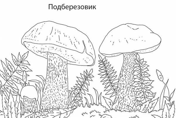 Гриб подберезовик контур
