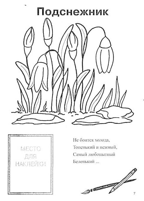Раскраска цветок Подснежник