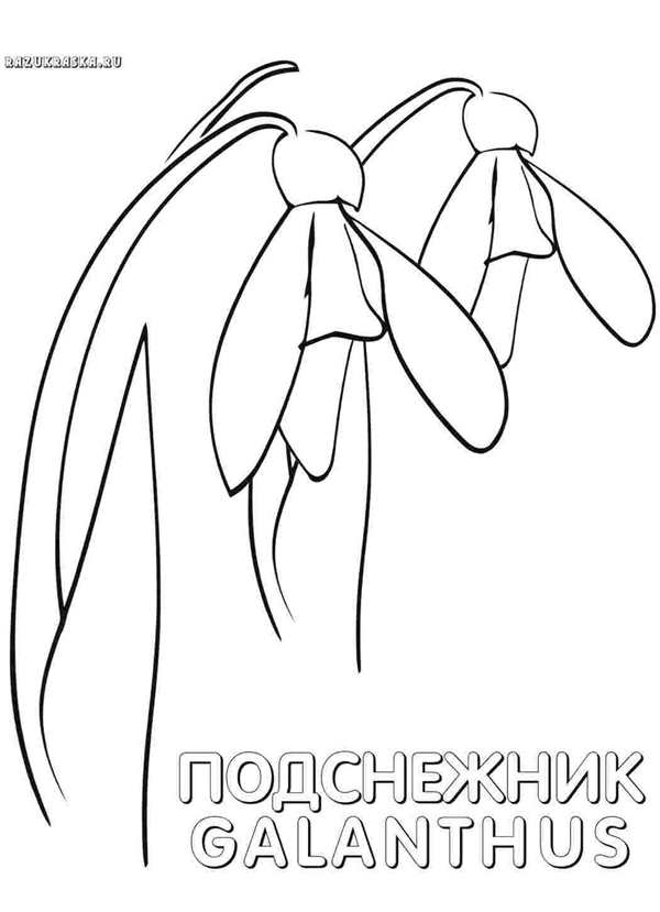 Раскраска цветок Подснежник