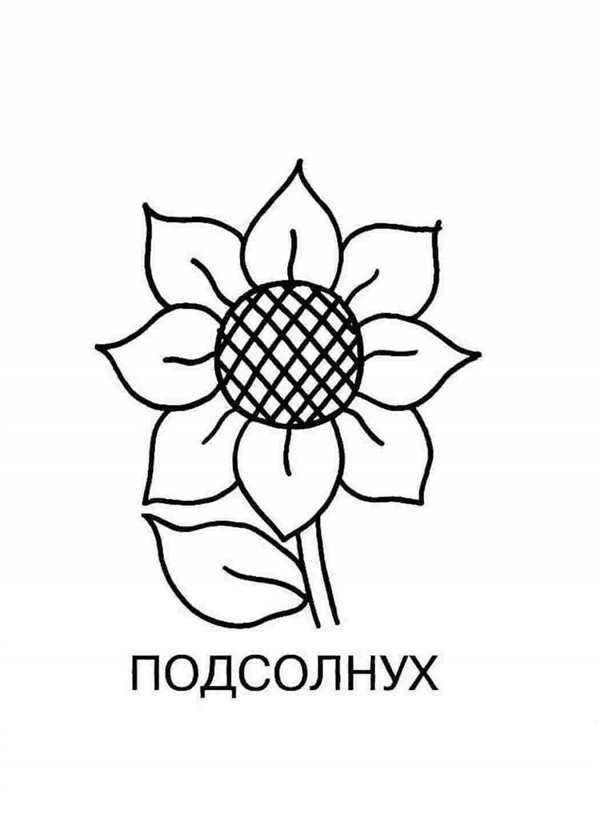 Подсолнух раскраска для детей