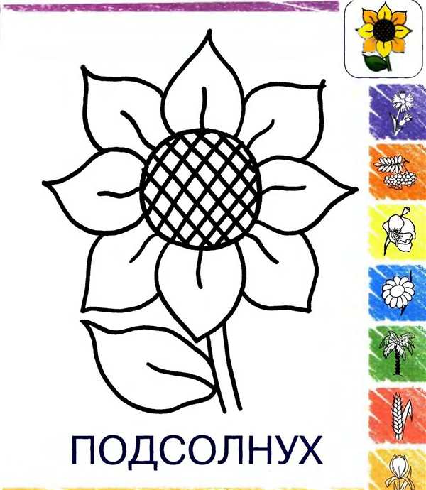 Подсолнух рисунок