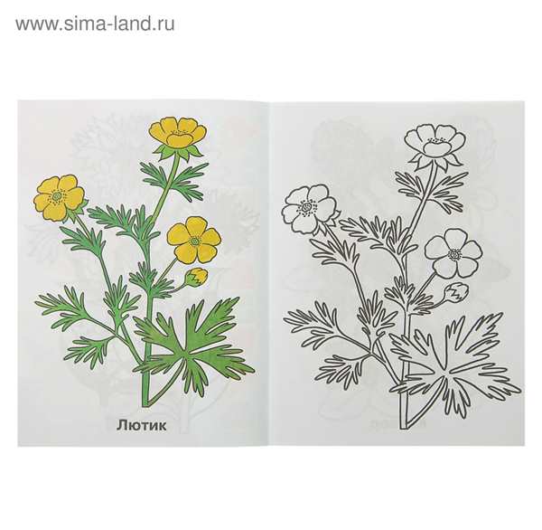 Рисунки для раскрашивания цветы