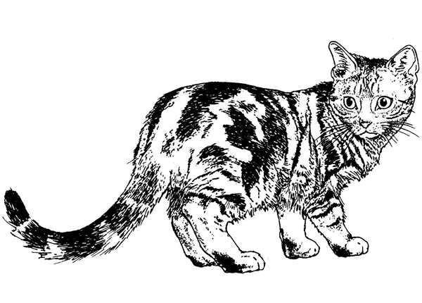 Кот рисунок раскраска