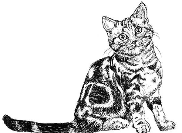 Раскраска кот