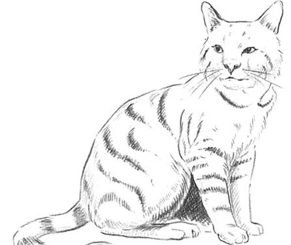 Котик раскраска для детей