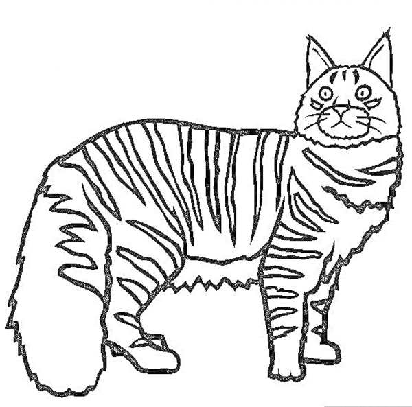 Кошка спит раскраска