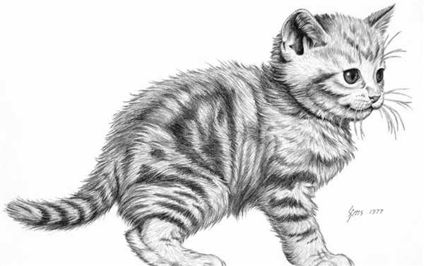 Раскраска Полосатый Котёнок Веселье для Детей