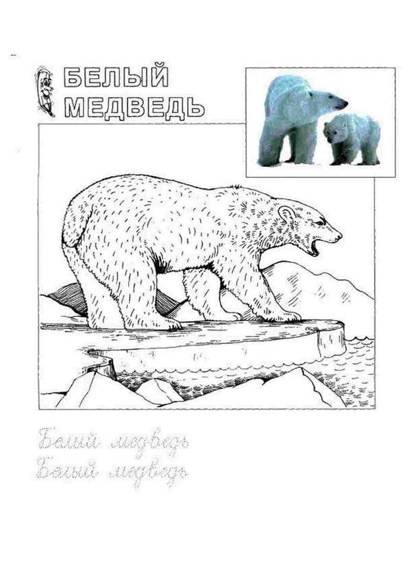 Белый Медвежонок раскраска