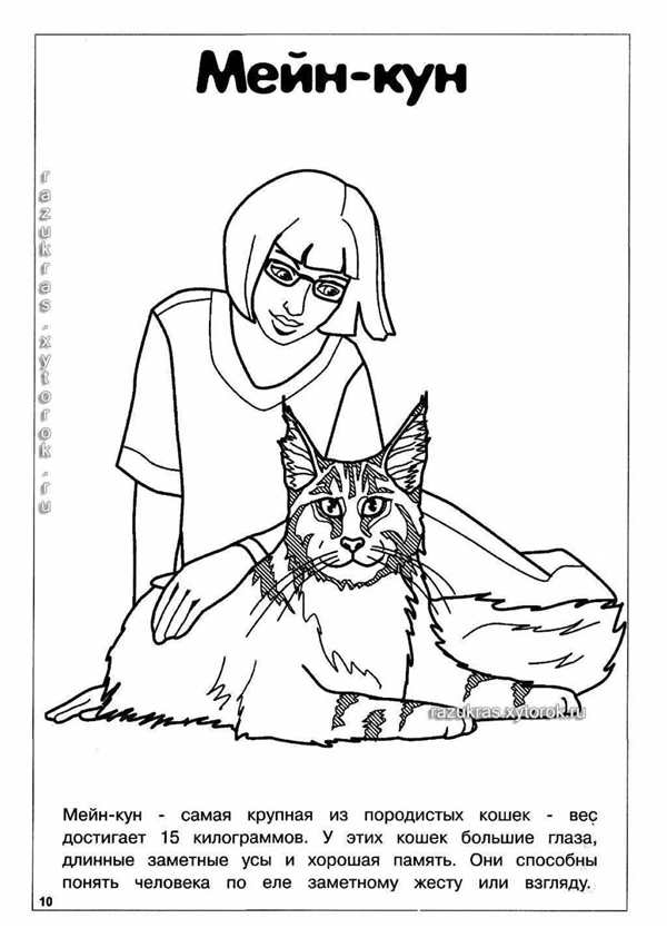 Корниш рекс котята