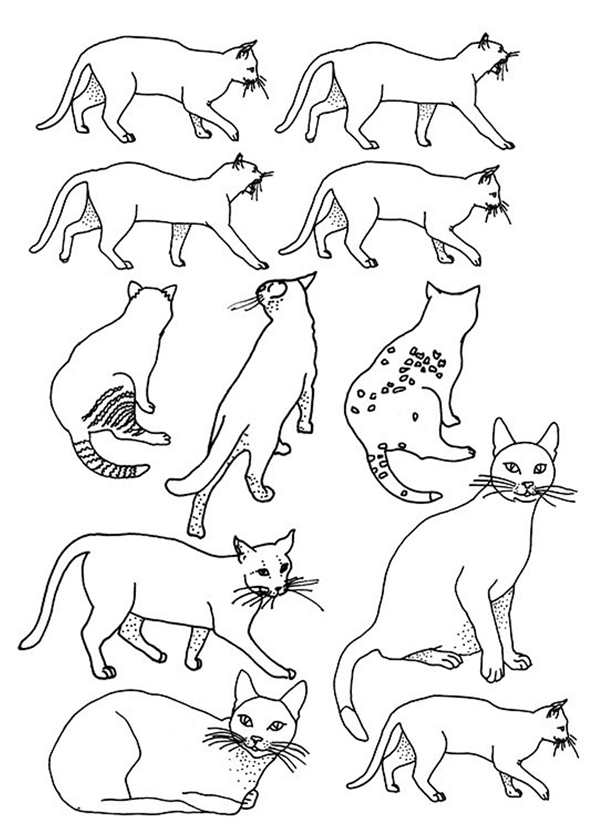 Корниш рекс белый