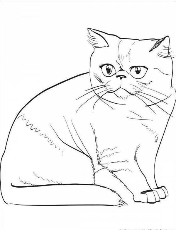 Раскраска породы кошек