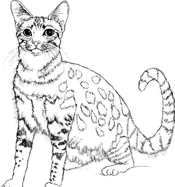 Кошки. Раскраска