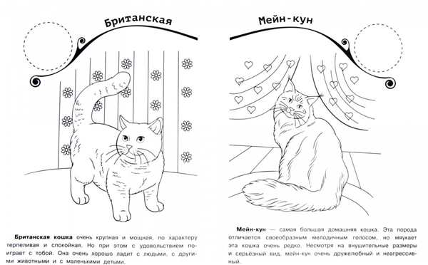 Породы кошек раскраски для детей
