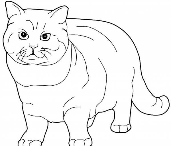 Раскраска. Котики