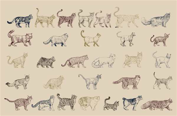 Кошки. Раскраска