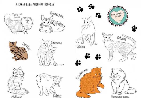 Раскраска. Котики