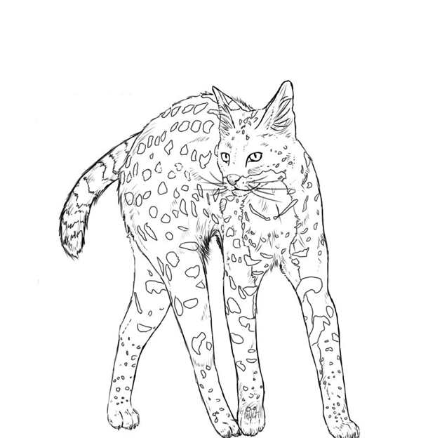 Раскраска Породистая Кошка
