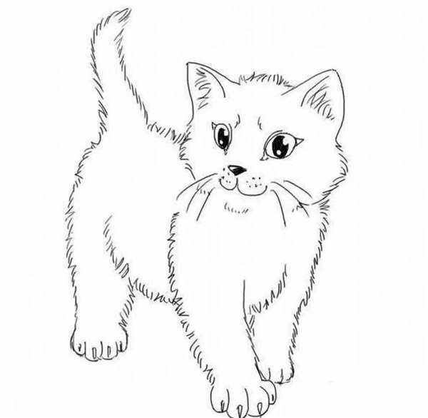 Лёгкий рисунок котика для срисовки