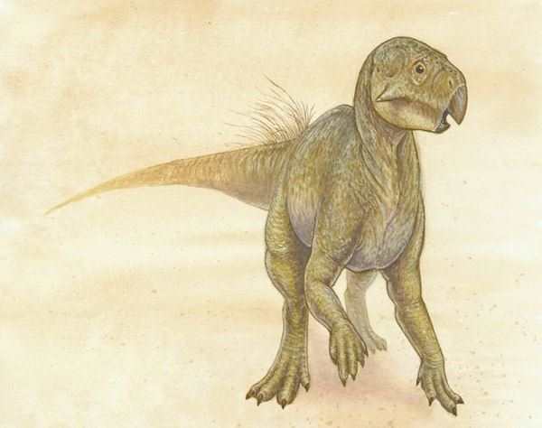 Sphaerotholus