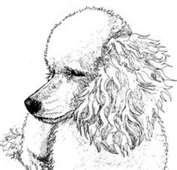 Раскраска белый пудель Куприн