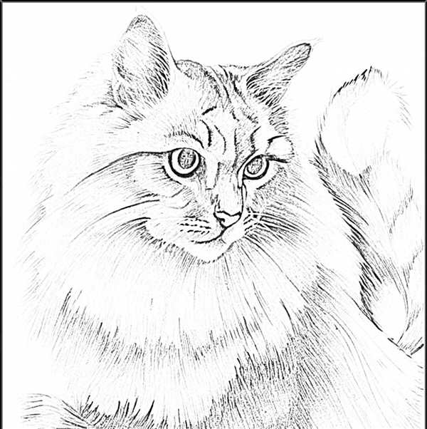 Раскраски котов