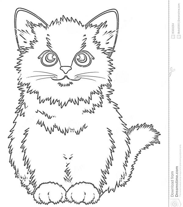 Сибирская кошка раскраска