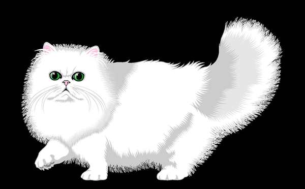 Раскраска кот