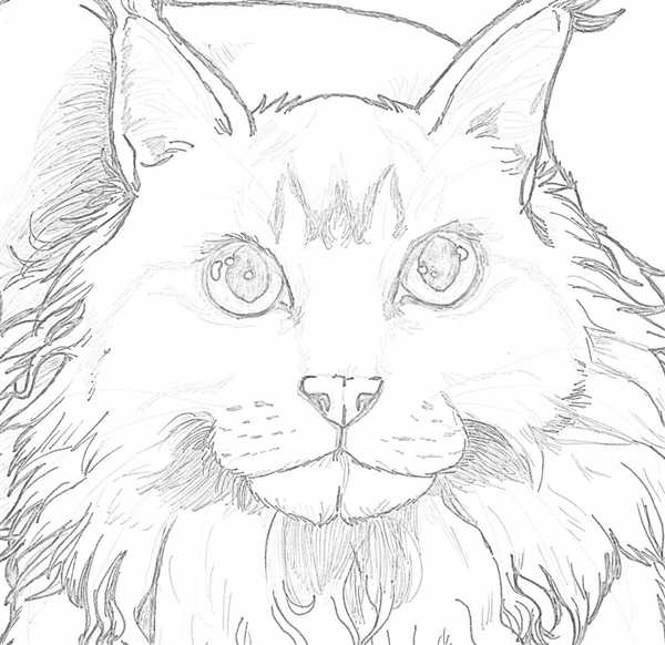 Кошки. Раскраска
