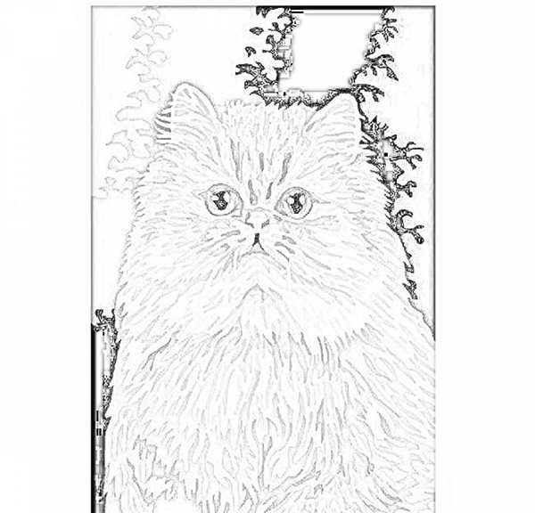 Раскраска Пушистый Кот