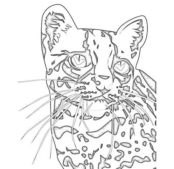 Бенгальская кошка раскраска