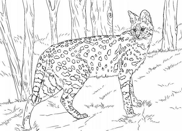 Раскраска кот