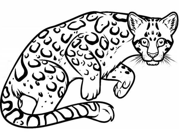 Кошки. Раскраска