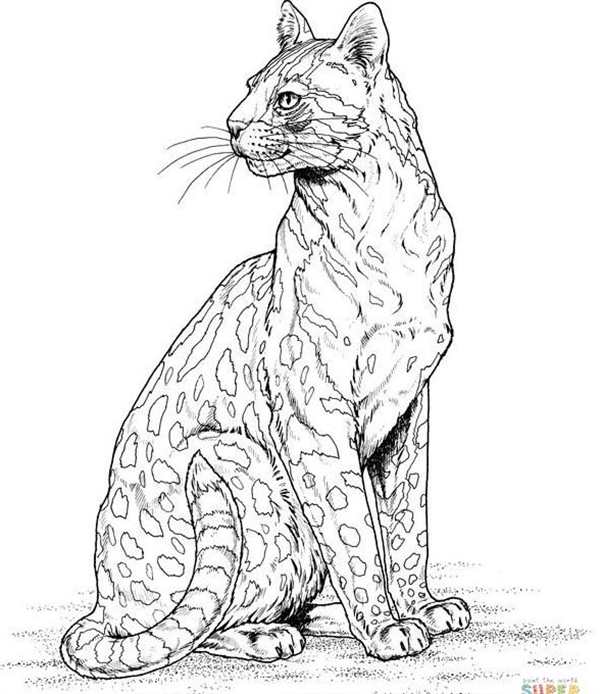 Бенгальская кошка раскраска