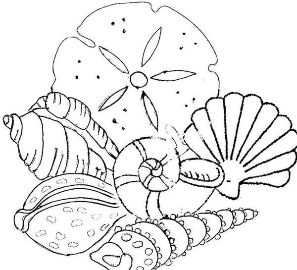 Раскраски ракушки морские