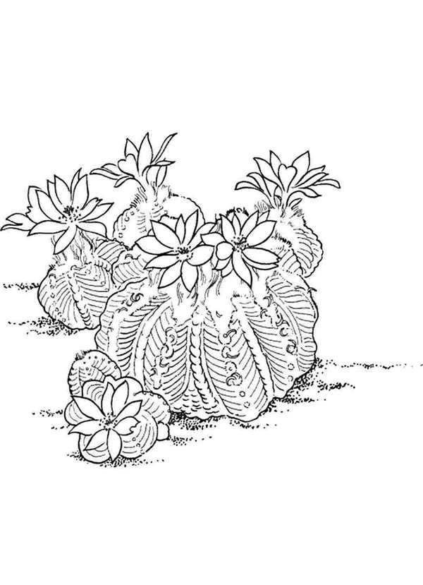 Пеларгония, бегония, бальзамин, каланхоэ
