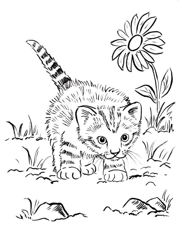 Раскраска кот