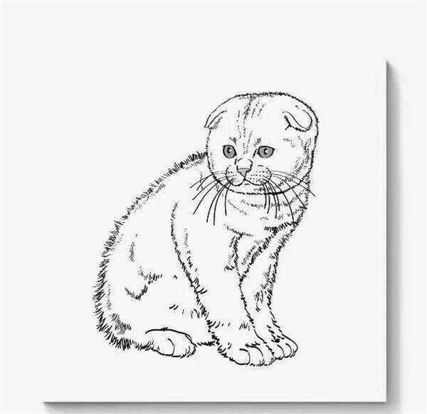 Пушистая кошка раскраска