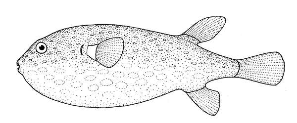 Морской еж рисунок