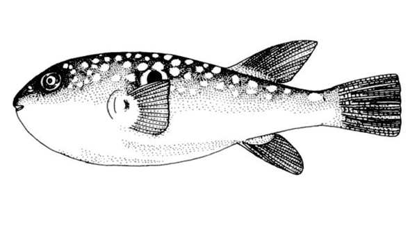 Морской еж раскраска