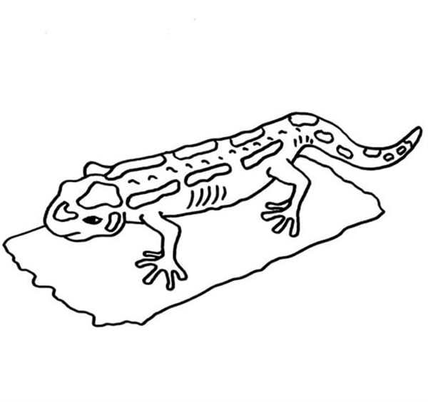 Ящерица рисунок