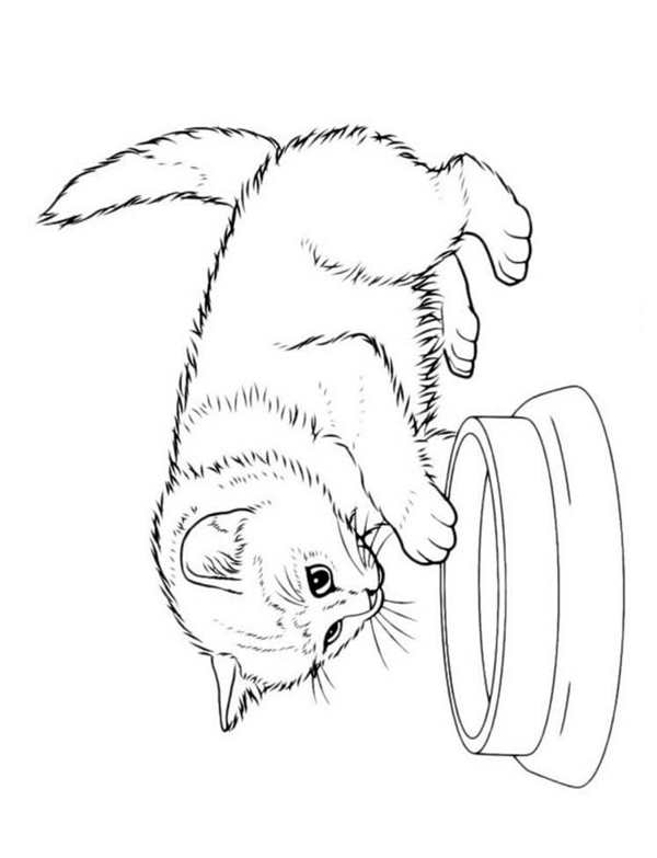 Лёгкий рисунок котика для срисовки