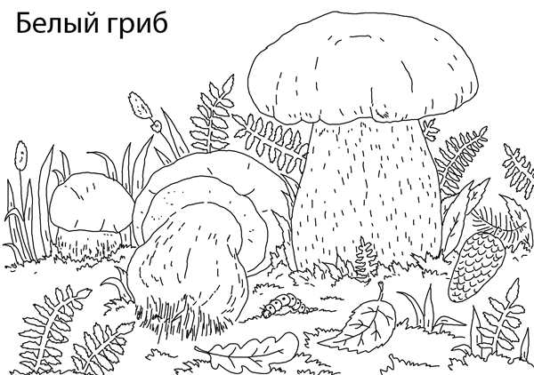 Гриб картинка раскраска