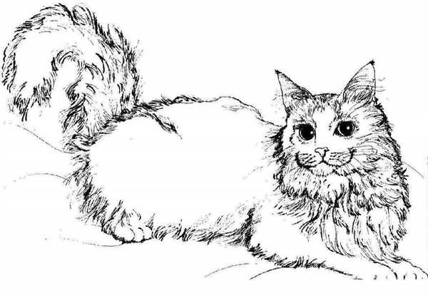 Раса кошка