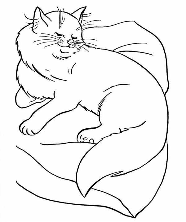 Раскраска. Котики