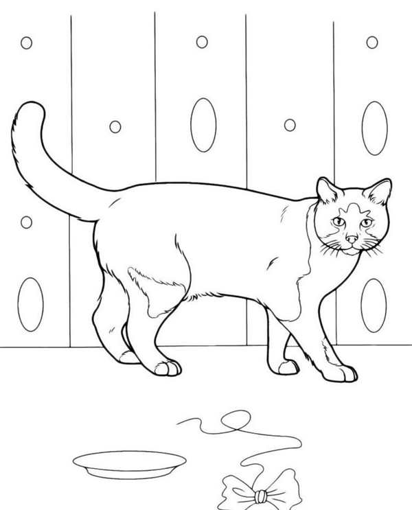Раскраска. Котики