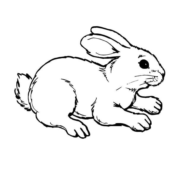 Раскраска кролик и кошка