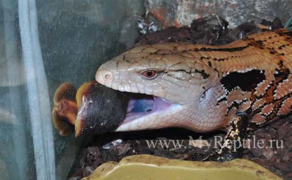 Сцинк синеязыкий гигантский (Tiliqua Gigas