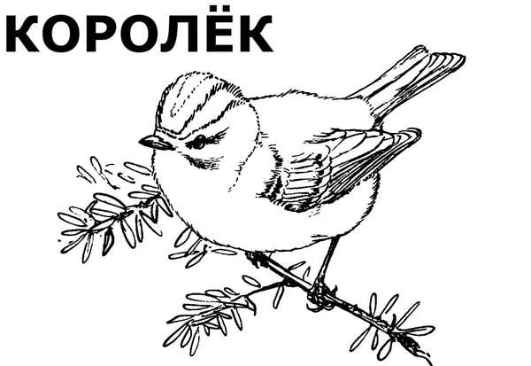 Зимующие птицы разукрашки для детей синица