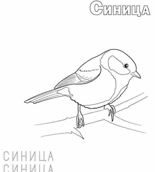 Синичка для раскрашивания детям